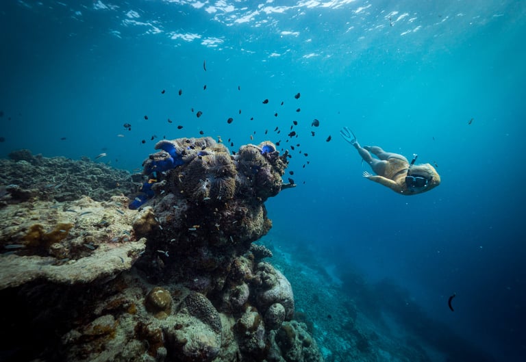 a person swimming in the ocean with a turtle and a turtle