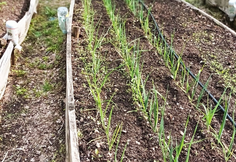Leeks and onions
