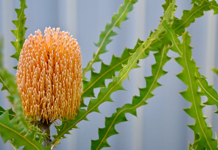 Banksia flower
