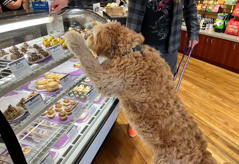 golden doodle enrichment