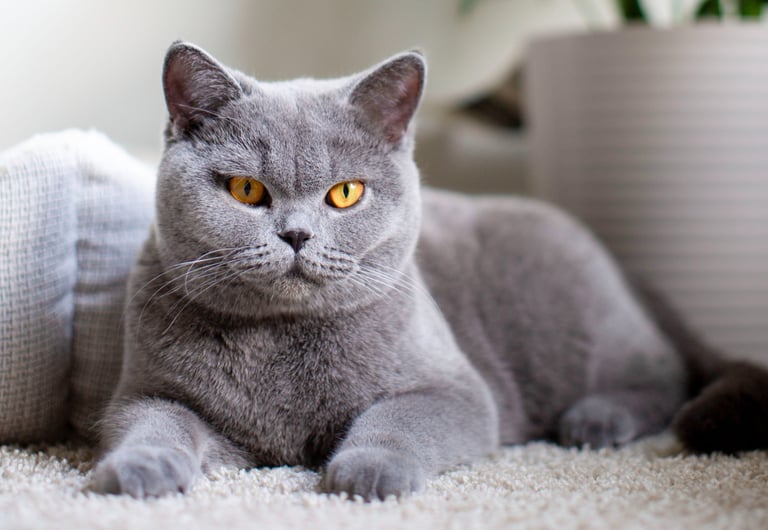 British Shorthair Blue