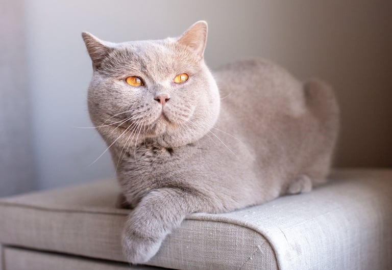 TICA-registered British Shorthair stud Abricot with a rare solid fawn coat