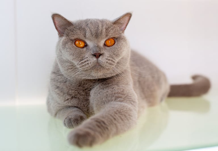 British Shorthair Lilac