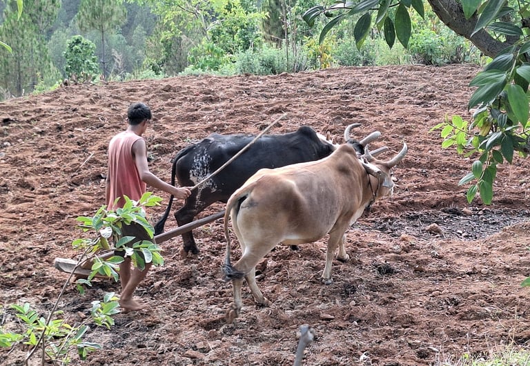 plowing work in the mountains