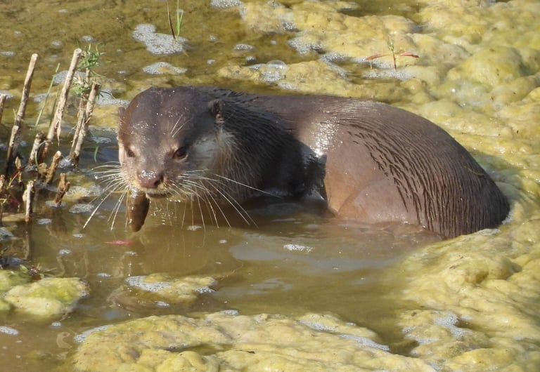 otters fishing in Bardiya park