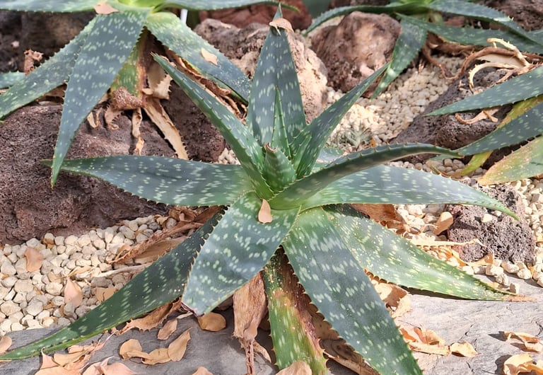 one big Aloe succulent plant in a stony soil
