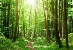 entier dans une forêt verdoyante baignée de lumière, symbole d’un pas vers le mieux-être