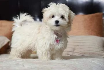 white teacup maltipoo puppy for sale 