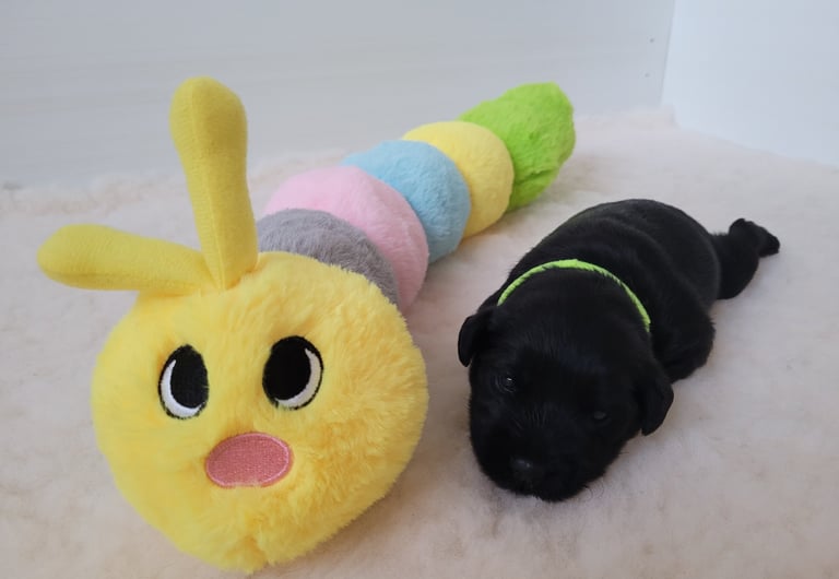 Chiot Schnauzer nain noir