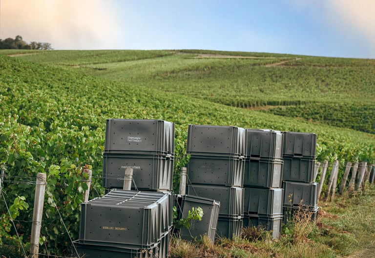 Caisse de vendanges, Maison Champagne Taittinger 