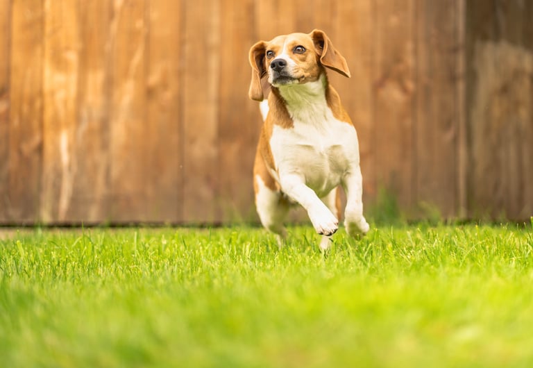 a dog is running through the grass in the yard