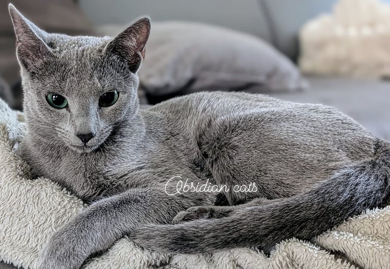bleu russe chat - russian blue cat-obsidian-cats-france