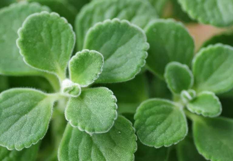 vicks plant