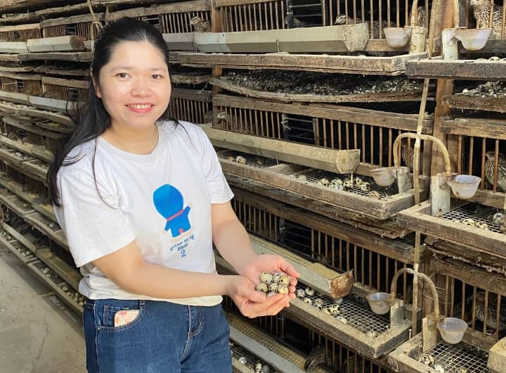 trứng chim cút bóc sẵn Đông Anh, Hà Nội, chim cút thịt, chim câu thịt giá sỉ