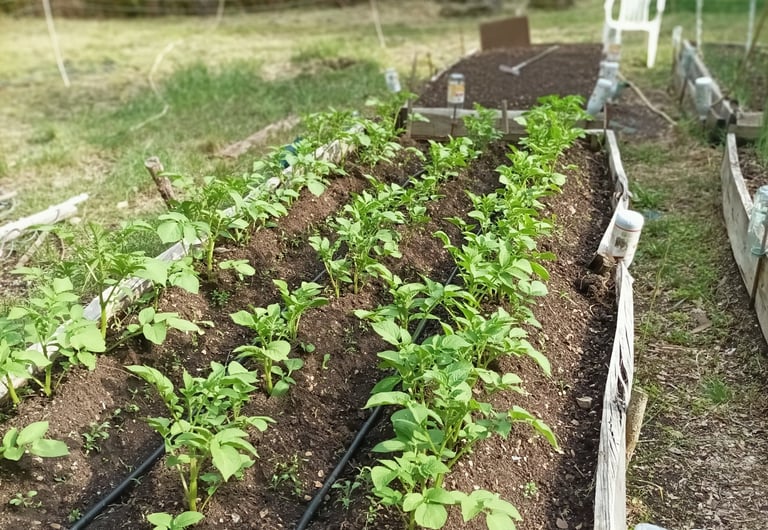 Potatoes
