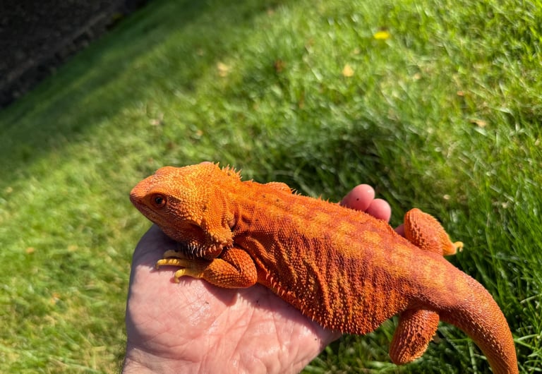 Male Red Belgium Blood Sandfire Hypo Trans Bearded Dragon