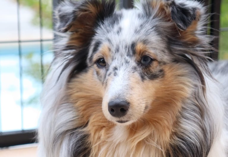 Planes de camada de pastor de las islas de shetland, Shetland Sheepdog