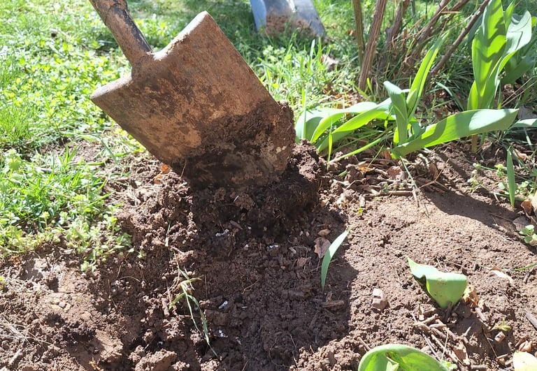 a person digging a hole for companion planting