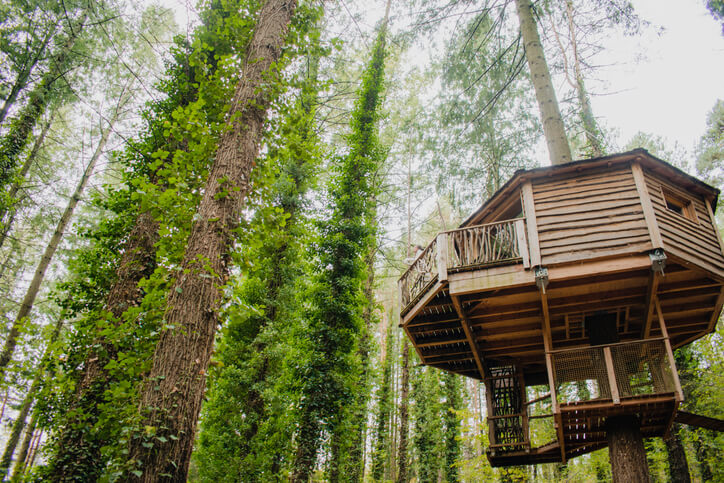 cabane dans les arbres entouré de forêt