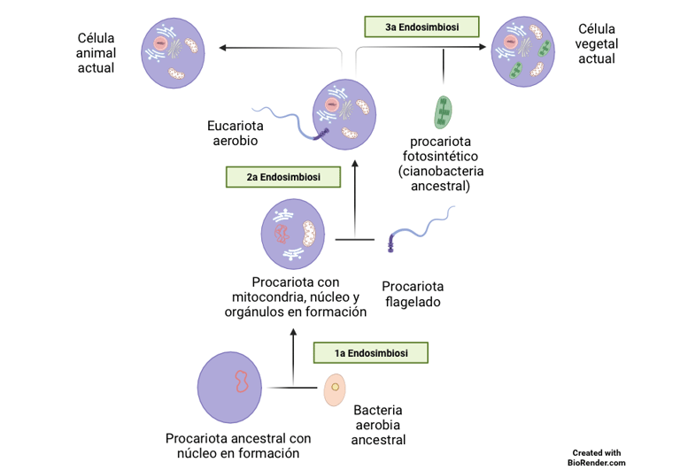 Esquema de la teoria endosimbiótica donde se pueden apreciar las tres endosimbiosis seriadas. 