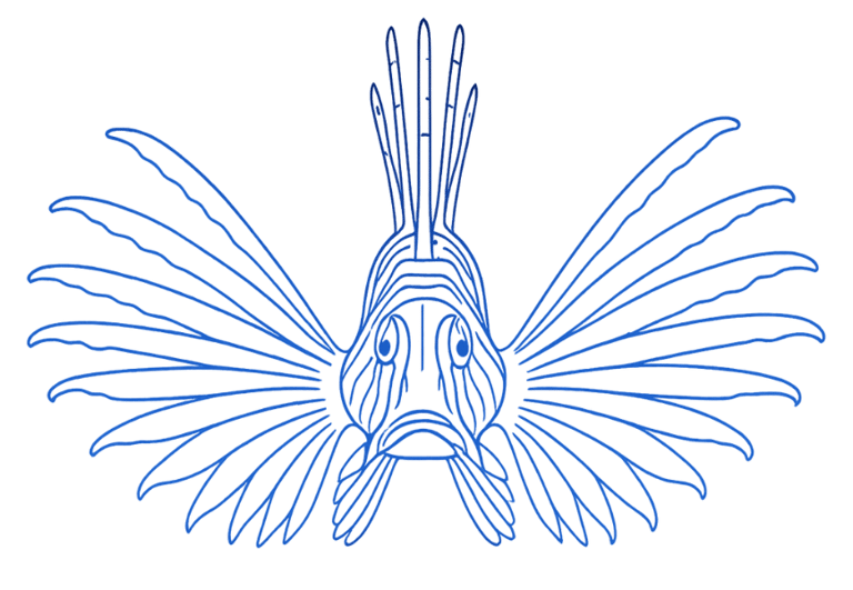 Le Poisson-Lion des Caraïbes grandit plus vite et plus gros que celui de l'Indo-Pacifique