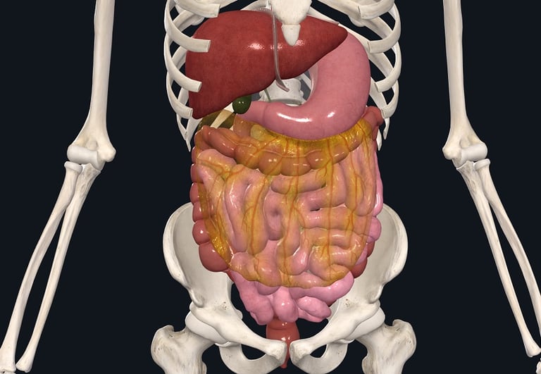 Image du système digestif humain, estomac, foie, vésicule biliaire, intestin grêle, côlon.