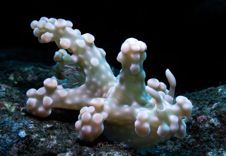 a Nudibranch crawling across the bottom in Alor, Indonesia