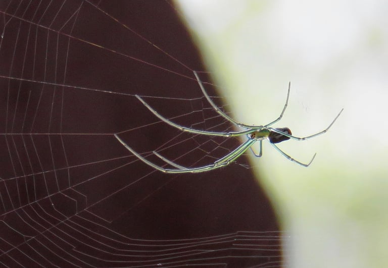 Orb Weaver