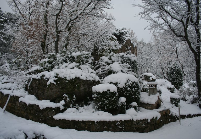 A view of our garden 