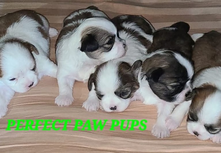 5 Mal-Shi Puppies line a line in Houston Texas