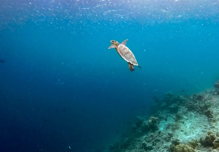 Baros Maldives house reef snorkelling