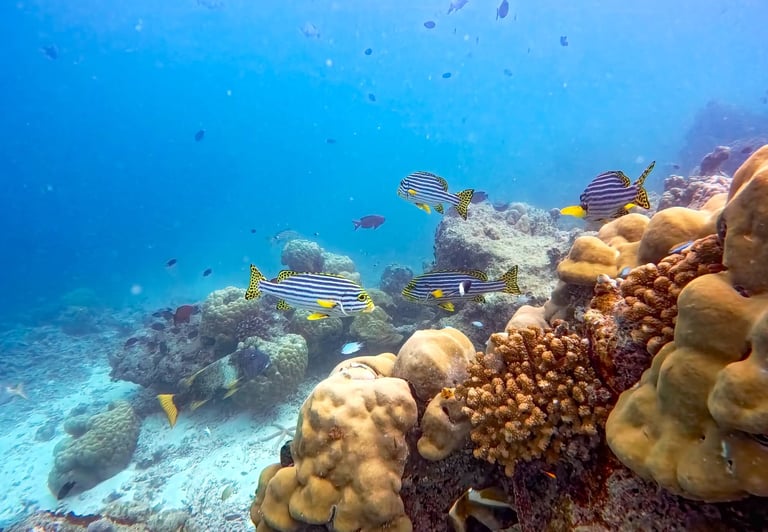 Baros Maldives house reef snorkelling