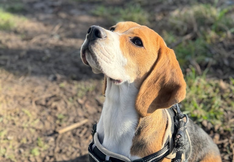 beagle at Birstwith Barkyard, a doggy daycare centre in harrogate.