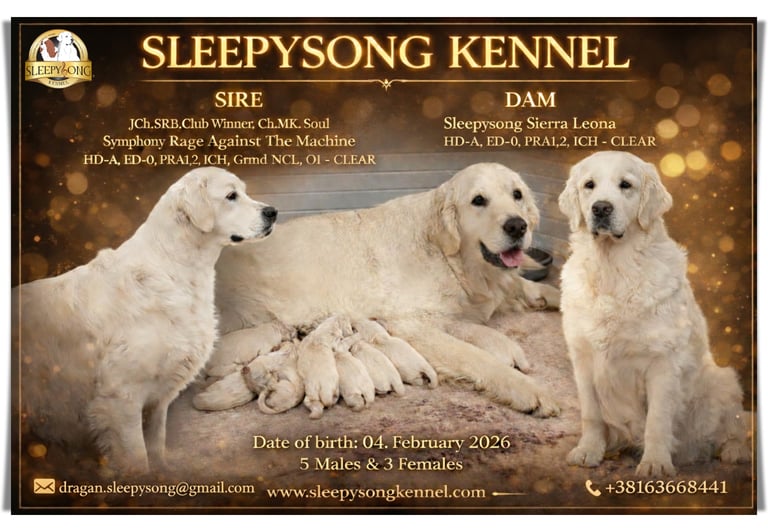New litter in Sleepysong Kennel 2026. Stud is from Soul Simphony kennel and Dam is our female Sleepysong Sierra Leona