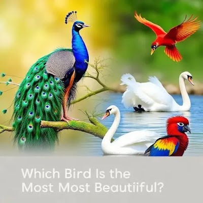 Can We Agree on What Makes a Bird Pretty?