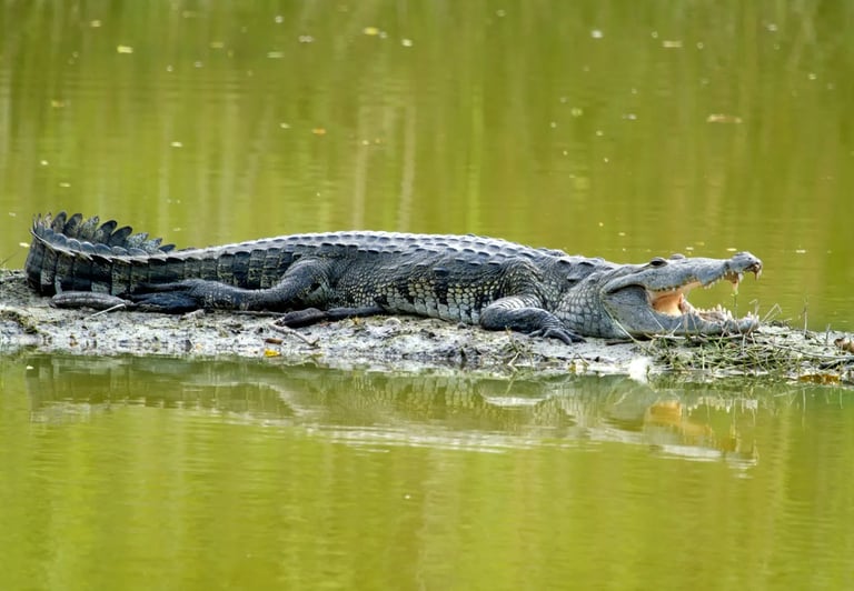 Crocodylus moreletii