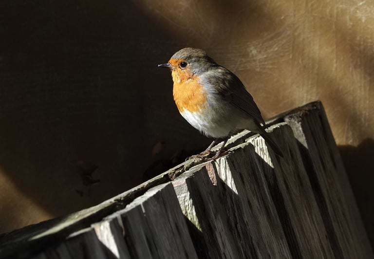 Erithacus Rubecula (Robin) by Anne Farrell