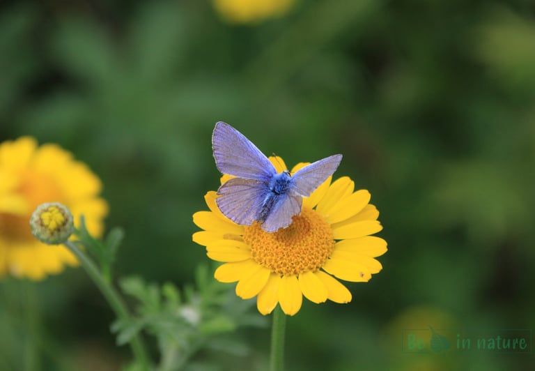 blauwtje, bloem, vlinder, natuurcoaching, persoonlijkeontwikkeling