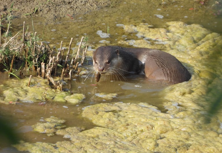 otters fishing in Bardiya park