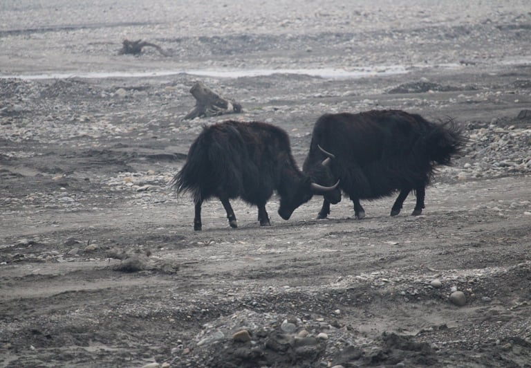 yaks fighting in Dolpo - nepal trekking