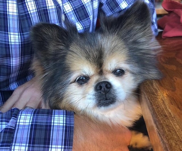 Pet Transport and Chauffeur