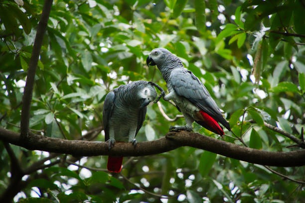 Hand Raised Parrots for Sale