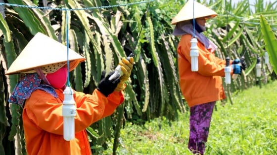 Dragon fruit quality management