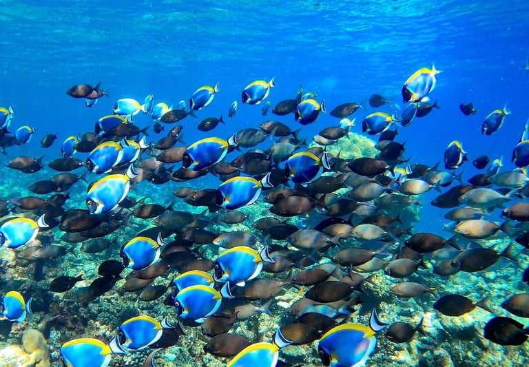 Six Senses Laamu Maldives house reef