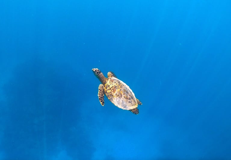 Six Senses Laamu Maldives house reef