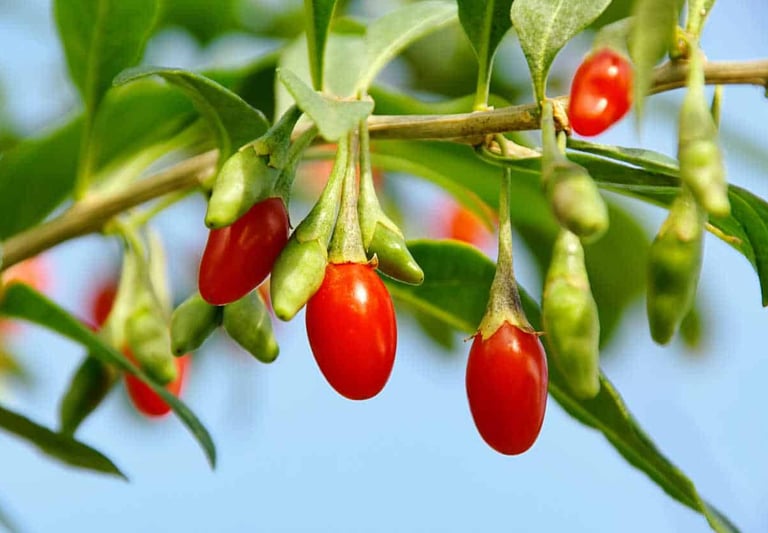 goji