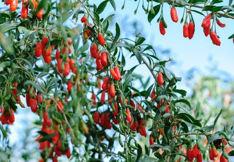goji