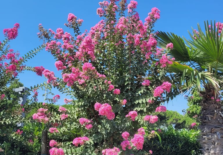 a pink flowering bush that needs deadheading