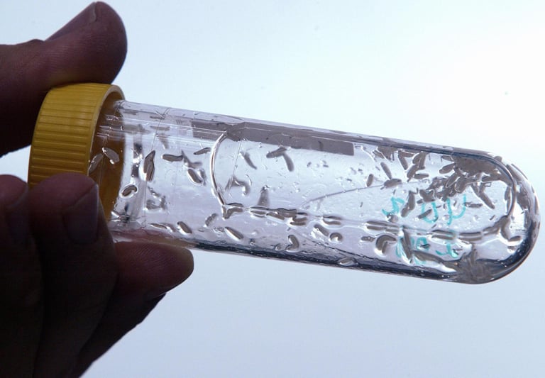 larva tedavisile i debritman yara kapama yöntemi