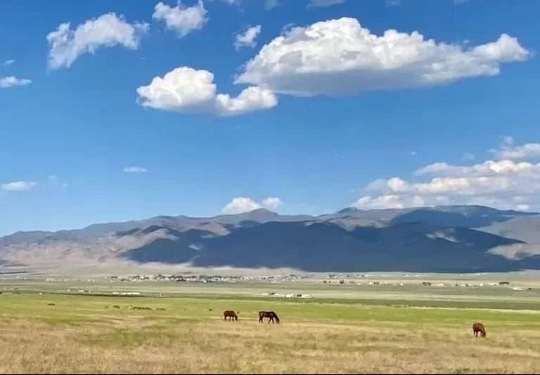 a herd of horses grazing in a field
